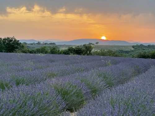 A Whiff of Lavender at Sunset (Cindy Mueller)